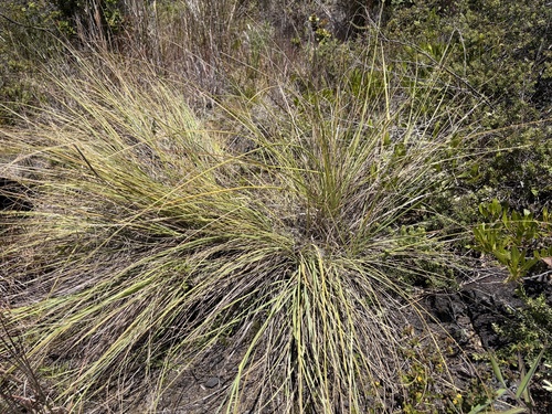 Eragrostis curvula observed 2026-06-16