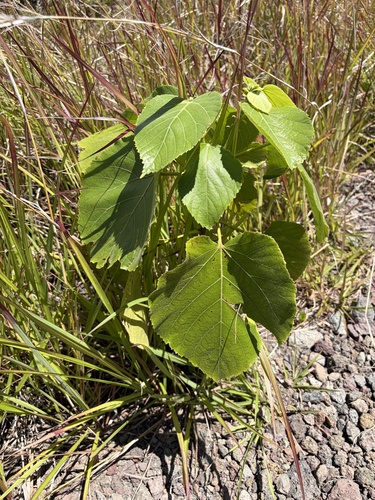 Melochia umbellata observed 2026-06-16