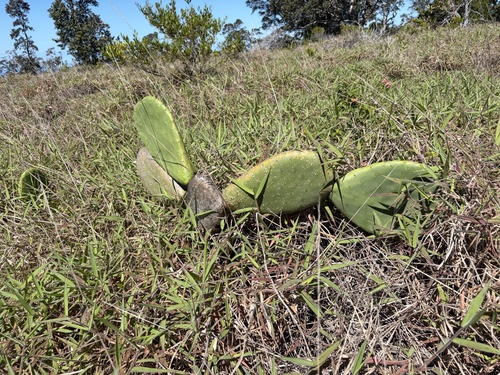 Opuntia ficus-indica observed 2026-06-16