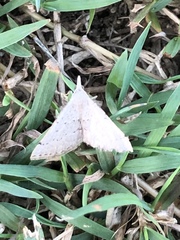 Dichromodes usurpatrix
