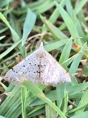 Dichromodes usurpatrix