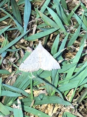 Dichromodes usurpatrix