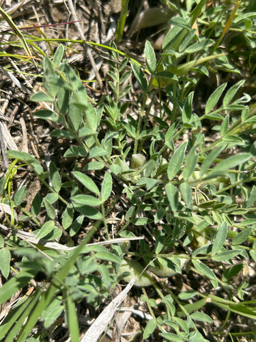 Astragalus lotiflorus, photograph 6