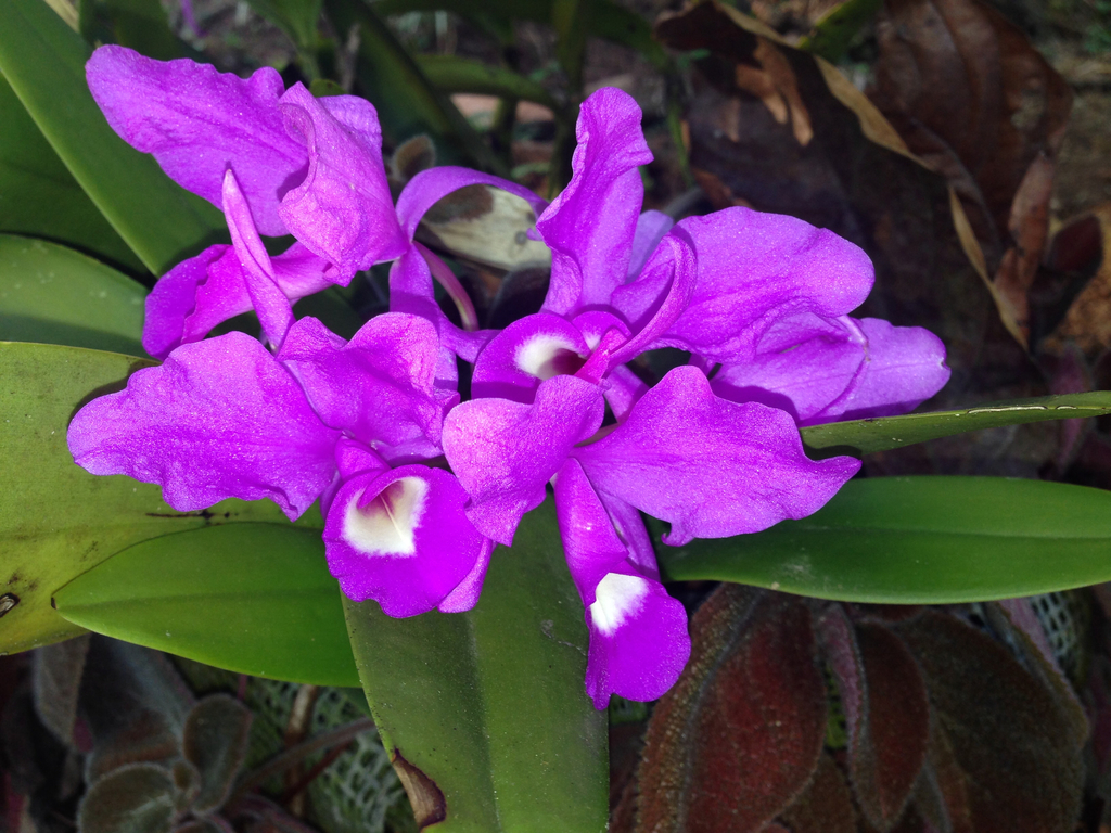 Flor de Candelaria (Orquídeas de Selvas tropicales secas) · iNaturalist