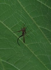 Toxotrypana curvicauda