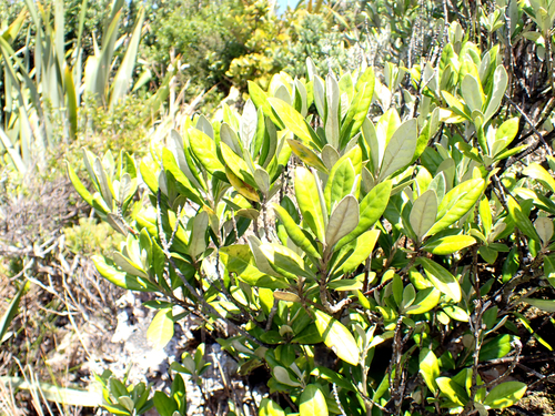 Corokia macrocarpa