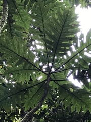 Bocconia frutescens