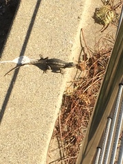 Sceloporus occidentalis