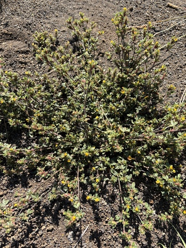 Stylosanthes viscosa observed 2026-06-16