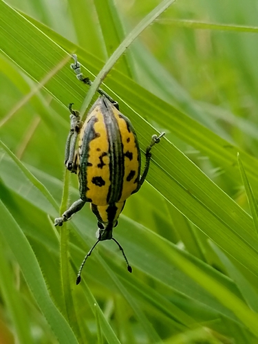 Exophthalmus scalaris