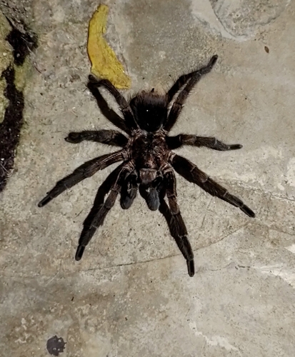 Cuban Brown Tarantula