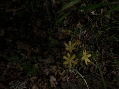 Triteleia ixioides scabra