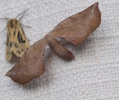 Parepisparis multicolora