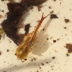 Eubranchipus vernalis