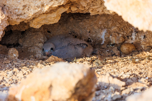 iNaturalist image