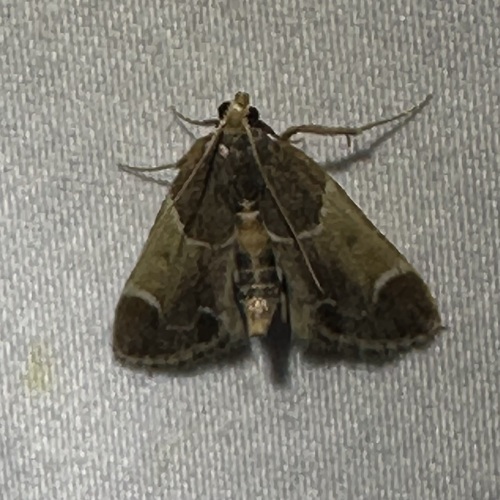 iNaturalist observation photo of Meal moth