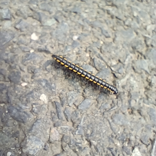Orthomorphella pekuensis