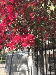 Bougainvillea