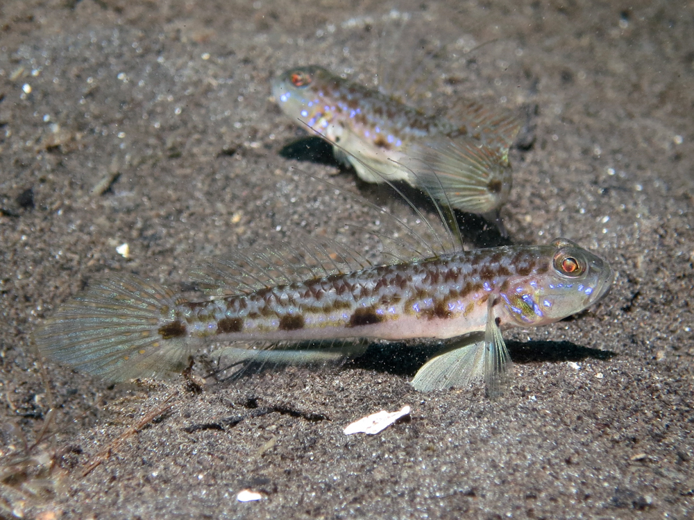 Acentrogobius cenderawasih