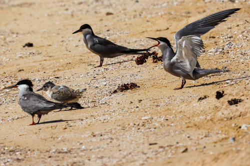 iNaturalist image