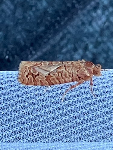 Orange Pine Tortrix, Minervalaan, Rotterdam, South Holland, NL, photo 9 of 10