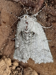 Declana niveata