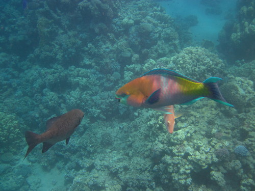 Scarus ferrugineus