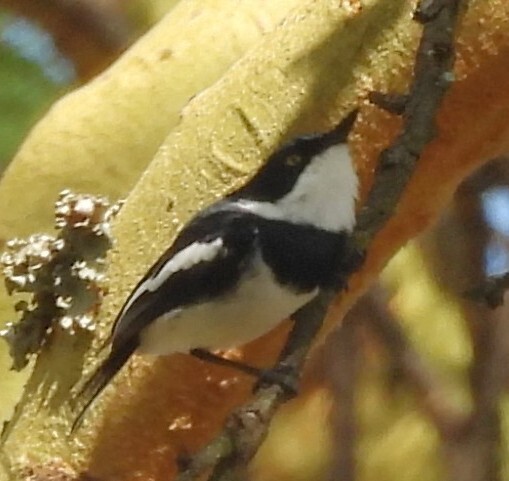 Chinspot Batis (Batis molitor), photo 1