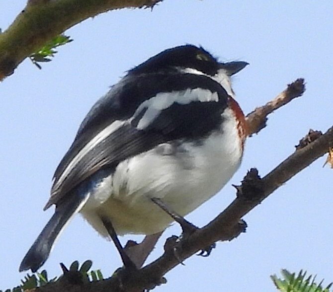 Chinspot Batis (Batis molitor), photo 2