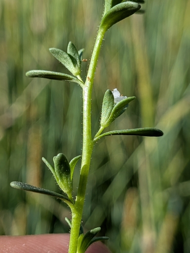Veronica peregrina, photograph 6