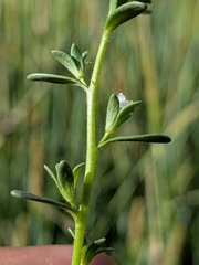 Veronica peregrina, photograph (c) Abraham Sánchez Romero, some rights reserved (CC BY)