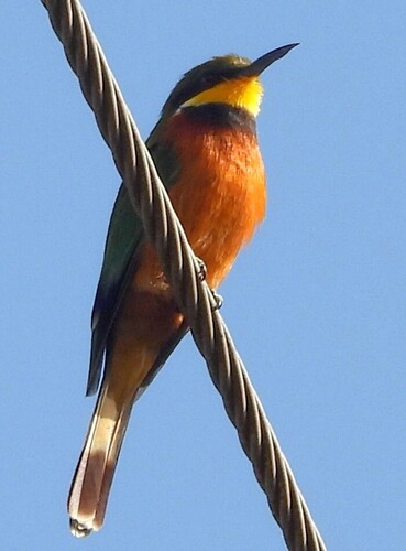 Cinnamon-chested Bee-eater (Merops oreobates)