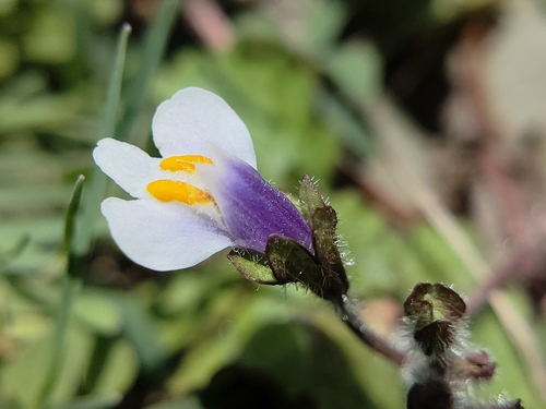 Mazus surculosus (Mazus surculosus)