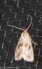 Hyperstrotia pervertens