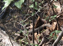 Nerodia erythrogaster