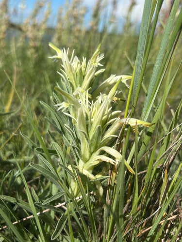 Castilleja sessiliflora, photograph 2