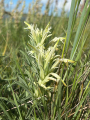 Castilleja sessiliflora, photograph author not stated, no rights reserved