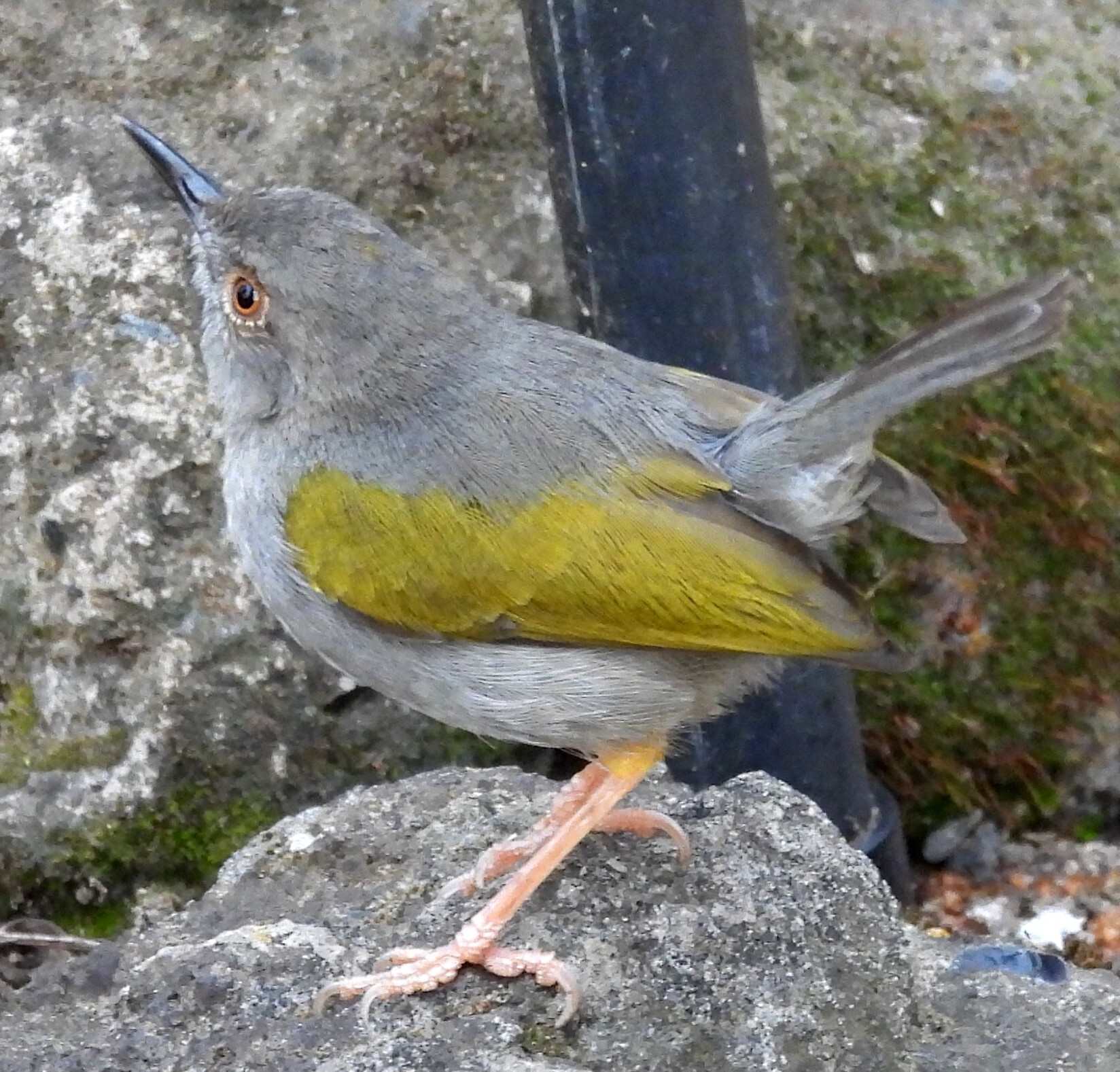 Bleating Camaroptera (Camaroptera brachyura), photo 1