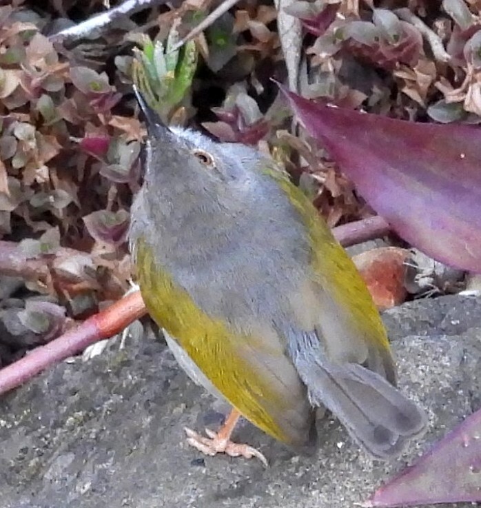 Bleating Camaroptera (Camaroptera brachyura), photo 2