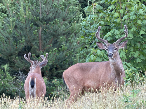 Mule Deer