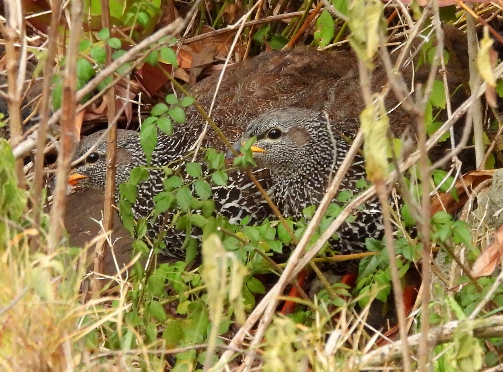 Hildebrandt's Spurfowl (Pternistis hildebrandti), photo 2
