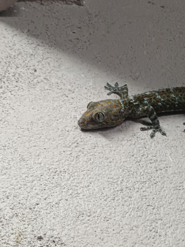Tokay Gecko