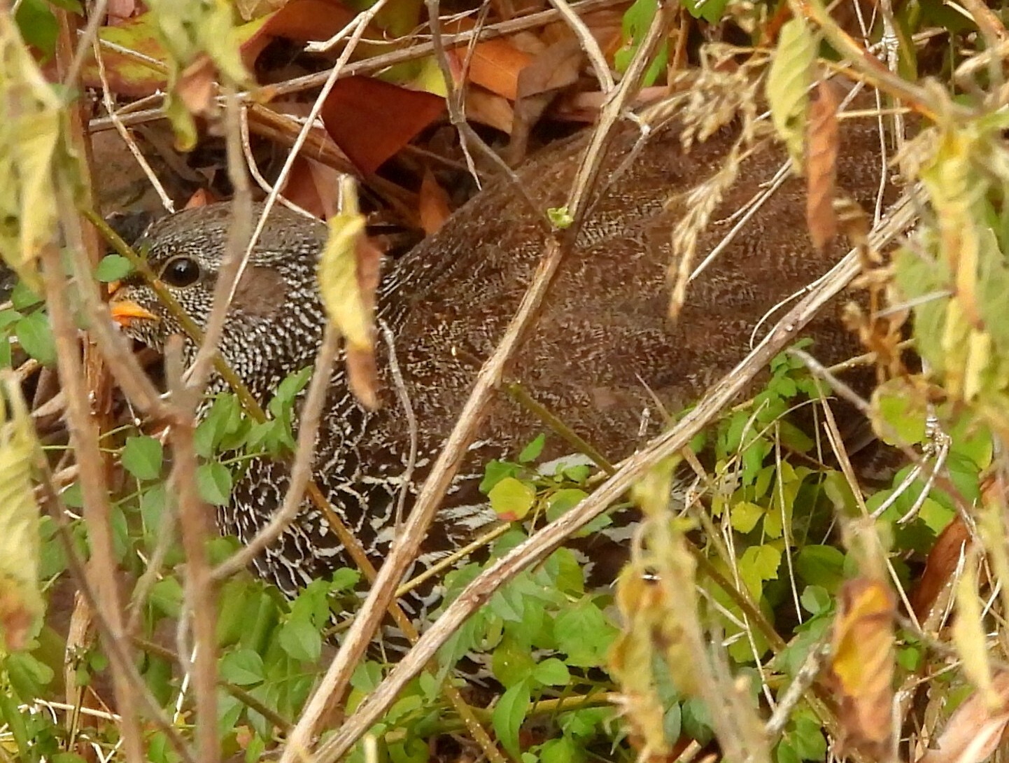 Hildebrandt's Spurfowl (Pternistis hildebrandti), photo 3