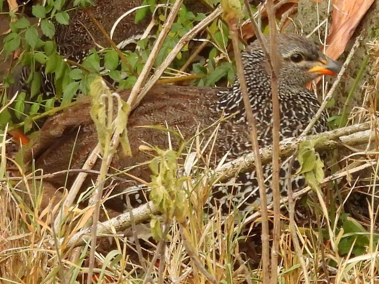 Hildebrandt's Spurfowl (Pternistis hildebrandti), photo 4