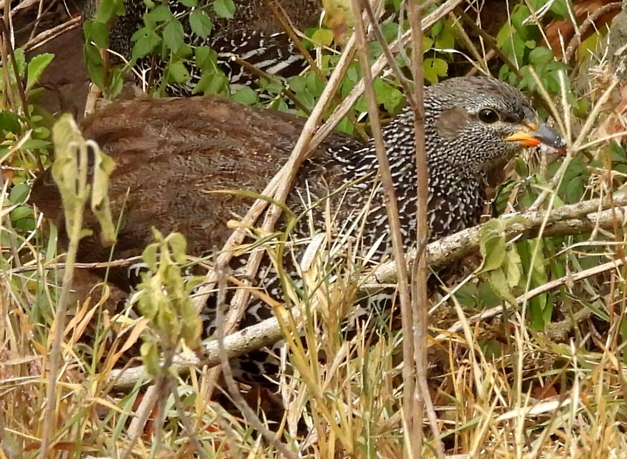 Hildebrandt's Spurfowl (Pternistis hildebrandti), photo 5