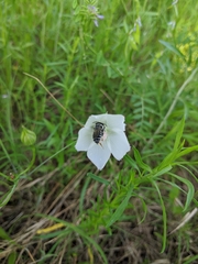 Trichiotinus texanus