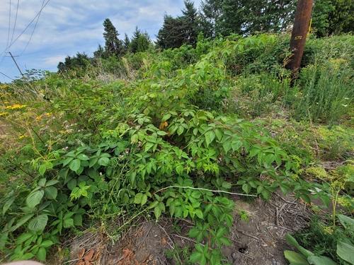 Rubus allegheniensis iNat (2)