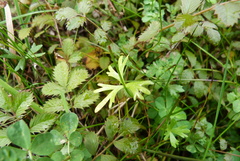 Ranunculus glabrifolius