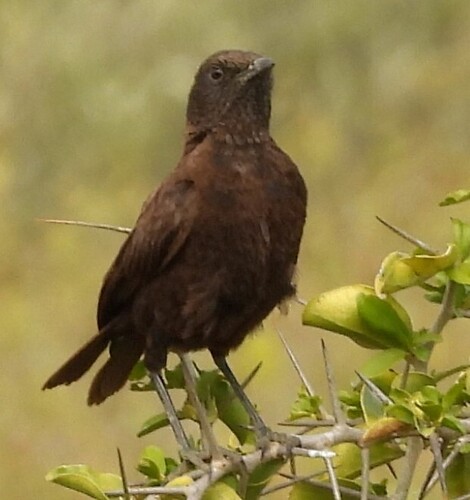 Anteater Chat (Myrmecocichla aethiops)