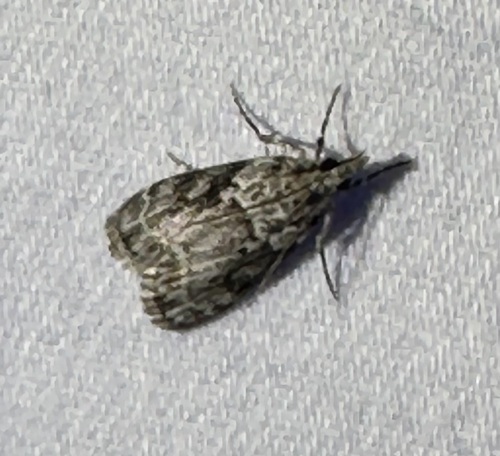 iNaturalist observation photo of Eudonia